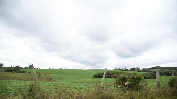 Regenwolken Über Einer Sich Entwickelnden Sojaplantage — Stockvideo