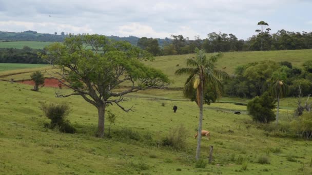 Αγροτικό Τοπίο Και Ζώα Αγροκτήματος Στους Αγρούς Του Βιώματος Pampa — Αρχείο Βίντεο