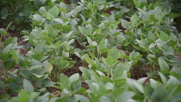 Large Soybean Plantation Stage Grain Filling — Stock Video