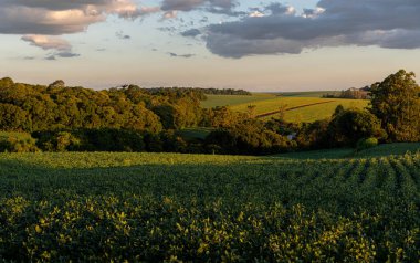 Brezilya 'nın Rio Grande do Sul kentindeki soya fasulyesi tarlalarının manzarası. Tahıl üretim çiftlikleri. Malları ihraç et. Güney Brezilya. Dünya için gıda üretimi.
