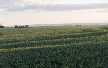 Brezilya 'nın Rio Grande do Sul kentindeki soya fasulyesi tarlalarının manzarası. Tahıl üretim çiftlikleri. Malları ihraç et. Güney Brezilya. Dünya için gıda üretimi.