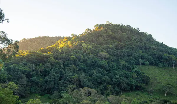 Brezilya 'da Atlantik ormanı manzarası. Brezilya florası. Latin Amerika 'da tropik orman sınırları
