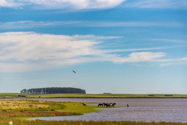 Brezilya ve Uruguay sınırında kırsal alan
