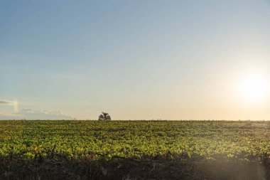 Brezilya 'nın Rio Grande do Sul kentindeki soya fasulyesi tarlaları. Tahıl üretim çiftlikleri. Pampa Biyoloji alanlarının manzaraları. Latin Amerika 'da tahıl üretimi. Tarım ihraç et.