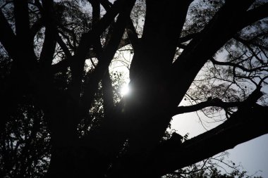 Brezilya 'da günbatımı silueti