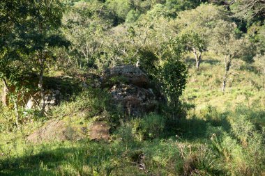 Güney Brezilya 'da tropikal orman