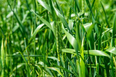 Tahıl dolum evresinde buğday tarlası. İnsan tüketimi için tahıl üretimi. Yeşil Buğday Kulakları. Buğday (Triticum spp.) Dünyanın her yerinde yetişen çimenler. Mısır gevreği.