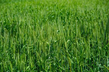 Tahıl dolum evresinde buğday tarlası. İnsan tüketimi için tahıl üretimi. Yeşil Buğday Kulakları. Buğday (Triticum spp.) Dünyanın her yerinde yetişen çimenler. Mısır gevreği.