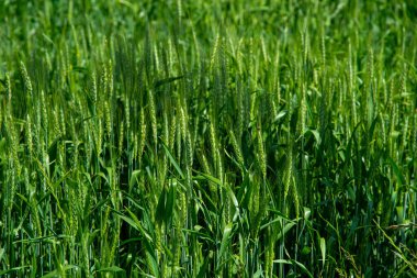 Tahıl dolum evresinde buğday tarlası. İnsan tüketimi için tahıl üretimi. Yeşil Buğday Kulakları. Buğday (Triticum spp.) Dünyanın her yerinde yetişen çimenler. Mısır gevreği.