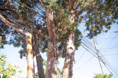 Brezilya palmiye ağaçları kentsel yerleşimde.