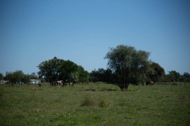 Dom Pedrito kentindeki kırsal alan.