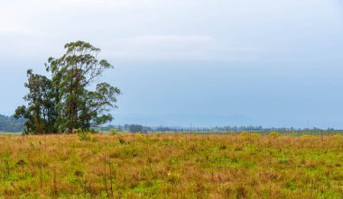 Pampa biyomunda kırsal kış manzarası