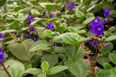Tibouchina heteromalla bitkileri. Jaguar kulağı ya da dağ manyağı. Brezilya bitkisi.