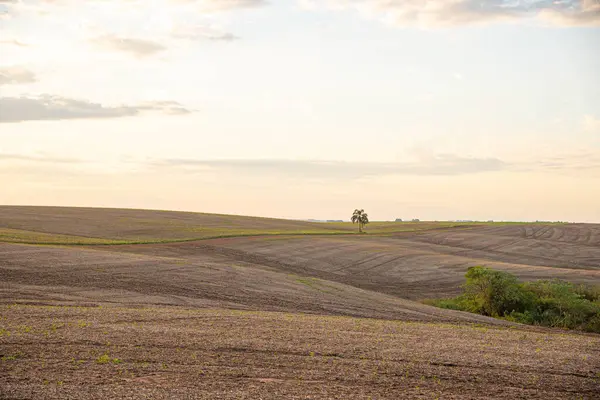 Stock image Landscapes of the pampas at dusk in southern Brazil. Interior. Agricultural production areas. Rural landscape