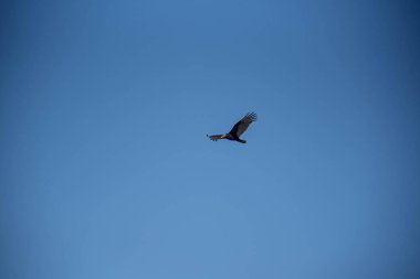 Black vulture (Coragyps atratus) is a species of vulture that occurs in Rio Grande do Sul Brazil. clipart