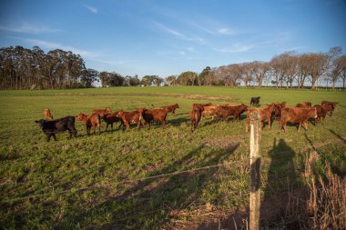 Farm animals of the 