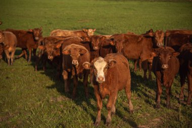 Devon cinsinin çiftlik hayvanları..