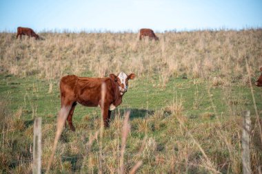 Devon cinsinin çiftlik hayvanları..
