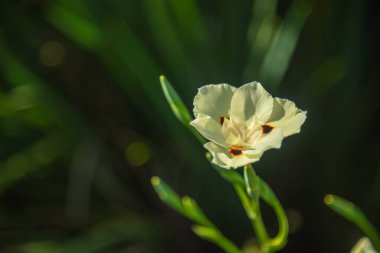 Flowers of the pampa biome in southern Brazil. clipart