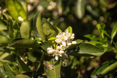 Portakal ağacı çiçekleri tozlaşma sürecinde Citrus sinensis