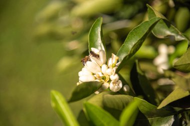 Portakal ağacı çiçekleri tozlaşma sürecinde Citrus sinensis