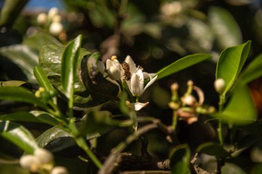 Portakal ağacı çiçekleri tozlaşma sürecinde Citrus sinensis