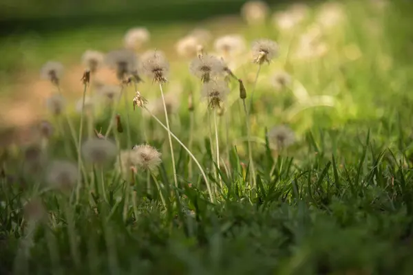 Güney Brezilya 'daki pampa biyolojisinin çiçekleri.