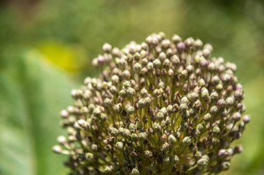 Portakal ağacı çiçekleri tozlaşma sürecinde Citrus sinensis
