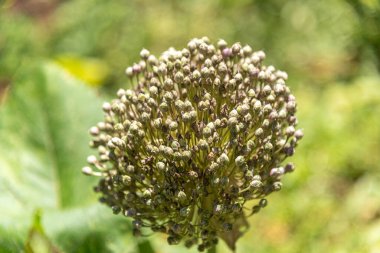 Portakal ağacı çiçekleri tozlaşma sürecinde Citrus sinensis