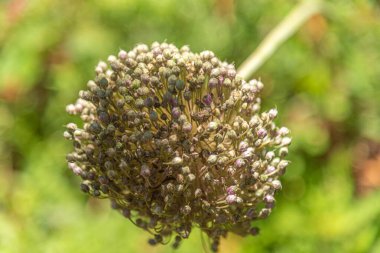 Portakal ağacı çiçekleri tozlaşma sürecinde Citrus sinensis