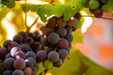 Üzüm bağında pembe üzümler.