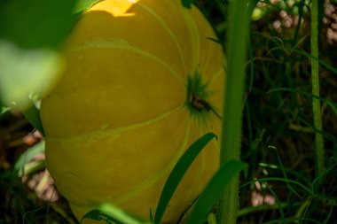 Cucurbita maxima (kabak) ve Cucurbita moschata (kabak) meyveleri .NEF