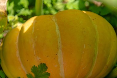 Fruits of Cucurbita maxima (pumpkin) and Cucurbita moschata (squash).NEF clipart