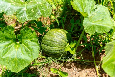 Fruits of Cucurbita maxima (pumpkin) and Cucurbita moschata (squash).NEF clipart