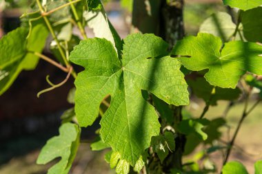 Üzüm yaprakları ve çiçekler (vitis vinifera).