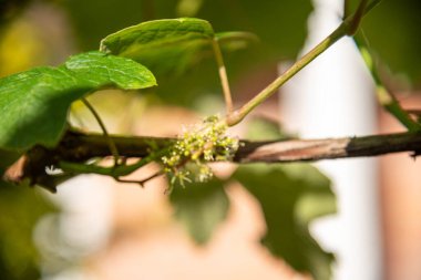 Üzüm yaprakları ve çiçekler (vitis vinifera).