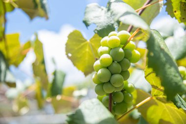 Vitis vinifera table fruits in a vineyard. clipart