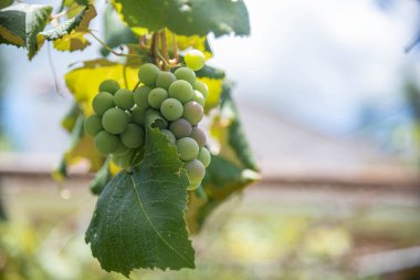 Vitis vinifera table fruits in a vineyard. clipart