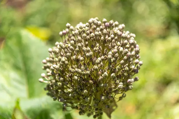 Portakal ağacı çiçekleri tozlaşma sürecinde Citrus sinensis