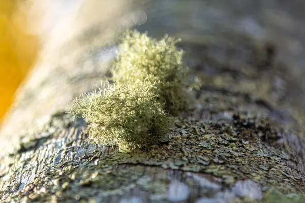 Portakal ağacı çiçekleri tozlaşma sürecinde Citrus sinensis