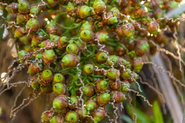 Natura 'da butia odorata meyveleri.