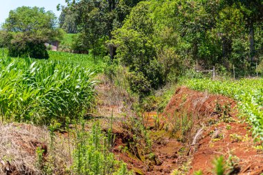 Brezilya 'daki mısır tarlasında sulama kanalı.