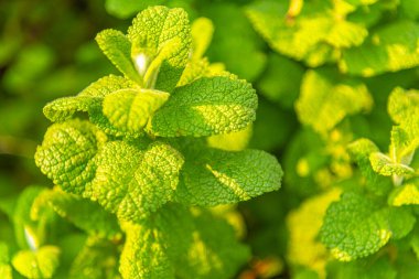Mentha baharat yaprakları ve bitki.