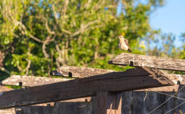 Mimus gilvus bird in nature. clipart