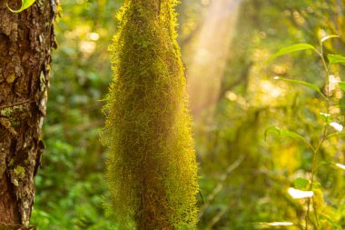 Mosses in a tropical forest in Brazil. clipart