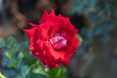 Gül çiçekleri x grandiflora Hort