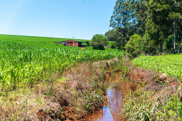 Канал ирригации на кукурузном поле Бразилии.