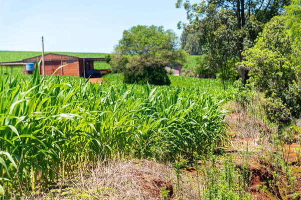 Канал ирригации на кукурузном поле Бразилии.