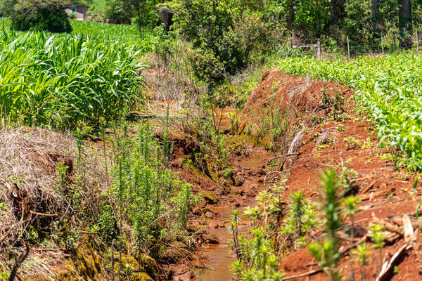 Канал ирригации на кукурузном поле Бразилии.
