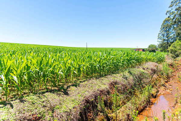Канал ирригации на кукурузном поле Бразилии.